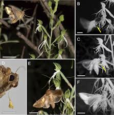 Image result for Habenaria clavata