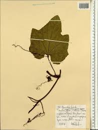 Image result for Momordica foetida