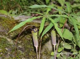 Image result for Arisaema mildbraedii
