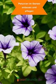 Petunien Im Garten Petunien Blumen Fur Garten Pflanzen