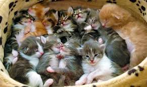 Maine coon cats & kittens in uk. Adopt A Kitten Quincy Animal Shelter