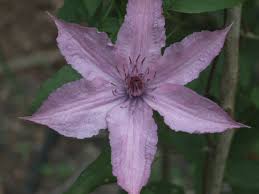 Image result for Clematis costata