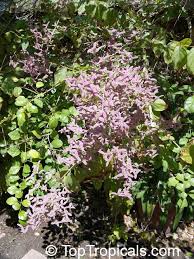 Image result for Congea