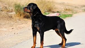The dogs were known in german as rottweiler metzgerhund, meaning rottweil butchers' dogs, because their main use was to herd livestock and pull carts laden with butchered meat to market. Rottweiler Rassebeschreibung Purina