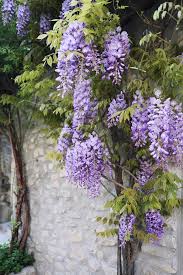 In early spring, before wisteria plants bloom, fertilize the soil. Wisteria How To Grow This Deliciously Fragrant And Gorgeous Flowering Vine Natalie Linda