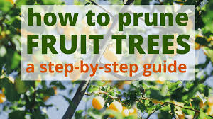 Apple, pear & other pome fruit trees for these types of fruit trees, we recommend the central leader style of pruning, which creates a sort of pyramid shape with a strong center. How To Prune Fruit Trees Pruning Made Easy Dengarden