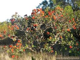 Image result for Greyia