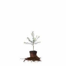 We did not find results for: Perfect Plants Arbequina Olive 2 3 Ft Tsc0128 At Tractor Supply Co