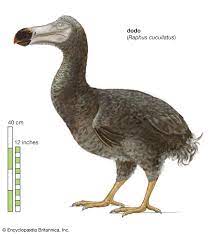 This was the reason why dodo became extinct within a century of its discovery. Dodo Bird History Facts Britannica