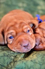 Maybe you would like to learn more about one of these? Eylar Vizslas Dedicated To Breeding Exceptional Vizslas