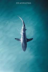 Whale In Perth Western Australia Shark Photos Whale Animals