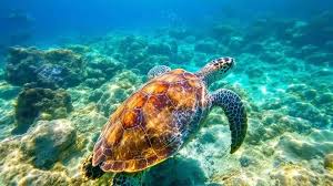 Image result for 沖縄の海