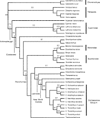 A good diagram is worth a thousand equations — let's create more of these! Acipenser An Overview Sciencedirect Topics