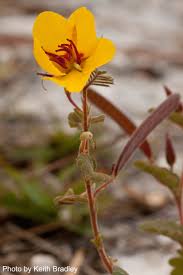 Image result for Chamaecrista paralias
