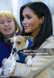 997 Eddie The Dog Photos & High Res Pictures