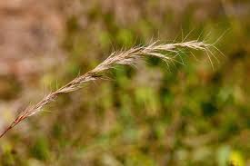Image result for Aristida meridionalis