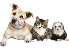 The study evaluated samples from 49 healthy cats, 33 cats with lymphoma, 55 cats with inflammatory diseases, and 34 cats with cancer other than lymphoma. Cats Ferrets Susceptible To Sars Cov 2 Study The Scientist Magazine