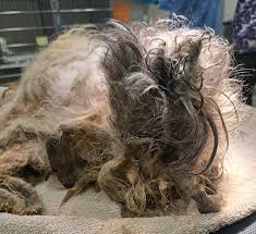 Update: Lulu, heavily matted dog found abandoned in trailer - BC SPCA