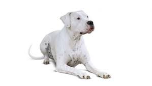 Dogo Argentino Dog Breed Information Pictures Dogtime