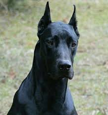 Doberdane Great Dane X Doberman Pinscher Mix Great Dane Dane Puppies Doberman Pinscher