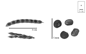 Image result for Dichilus lebeckioides