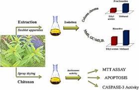 Image result for Melastomastrum capitatum