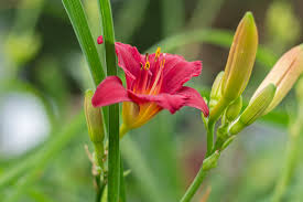 I also have lilies along my winding pergola, outside my winter. Summer Bloomers Mahoney S Garden Center