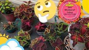 Summer Shade Container