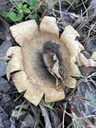 Image result for Scleroderma polyrhizon
