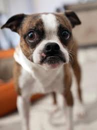 Learn 3 reasons vets warn against adopting a boston terrier pug. Boston Terrier Brussels Griffon Mixed Male Neutered Adult