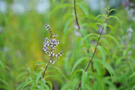 By spring it will have leaves again, and after the danger of frost has passed you can place. Images Of Lemon Verbena Alousia Trifolia Lemon Verbena Care Tips On Growing Aloysia Citriodora We Have Had Some Cool Nights This