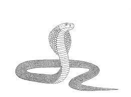 Learn How To Draw A Cobra Snake Step By Step