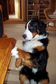 Source By Sylviechareire Obezite Obezite Tedavisi Obezite Hastaligi Obezite Diyeti Obezite Psikolojisi Obezite Nasil Ge In 2020 Dogs Mountain Dogs Overweight Dog