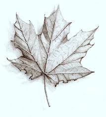 Parsifal S Maple Leaf By Daemonparsifal Deviantart Com On Deviantart Maple Leaf Art Pencil Art Drawings Leaves Sketch