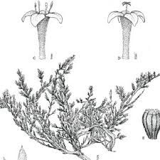 Image result for Conostomium zoutpansbergense