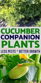 By using companion planting, gardeners set themselves up for success. The Best Companion Plants For Cucumbers In The Vegetable Garden Garden Companion Planting Cucumber Companion Plants Companion Planting