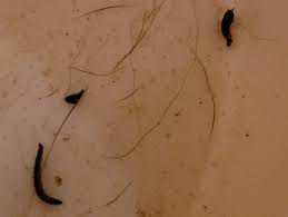 Id Request For Worms Parasites Found In Cat S Water Bowl Northern Illinois Whatsthisbug