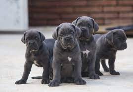 If you are unable to find your cane corso puppy in our puppy for sale or dog for sale sections, please consider looking thru thousands of cane corso dogs for adoption. Cane Corso Puppy For Sale In India Asiapets In