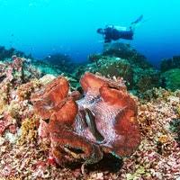 More images for how big is a giant clam » Blame An Ivory Ban For China S Vanishing Giant Clams Wired