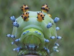 Black And Red Caterpillar Michigan Silkworms Http Www Wormspit Com Silkworm Animal Study Cecropia Moth