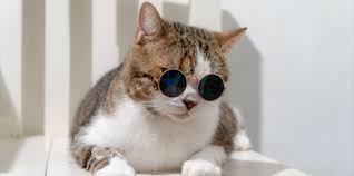 Kediniz Size Ne Anlatiyor Kedi Kopek Ve Diger Evcil Hayvanlar Icin En Iyi Bakiciyi Bul Petsurfer
