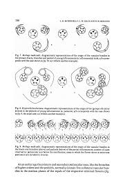 Image result for Hypertelis bowkeriana