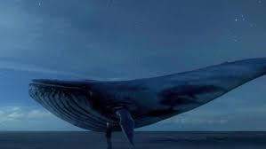 Ankara Bassavciligi Mavi Balina Ya Sorusturma Baslatti