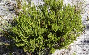 Image result for Anthospermum vallicola