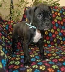 Basically, he jumps up mainly at my husband and he bites his hands, trousers etc but when my husband tries to redirect him he growls and has hurt a few times. Boxer Puppy 8 Weeks Old For Sale In Vancouver Washington Classified Americanlisted Com