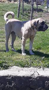 Trabzon Kangal Ciftligi Home Facebook