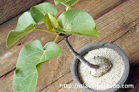 Image result for Ficus abutilifolia