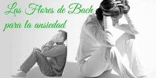 Evitar los ataques de pánico. Flores De Bach Para La Ansiedad Remedio Floral Natural