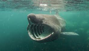 We did not find results for: Basking Shark Cetorhinus Maximus Natural History Museum