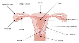 Image result for cervix position